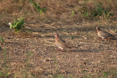 View of birds on field