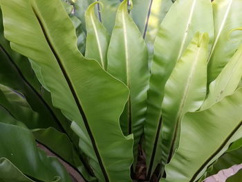 Full frame shot of green leaves