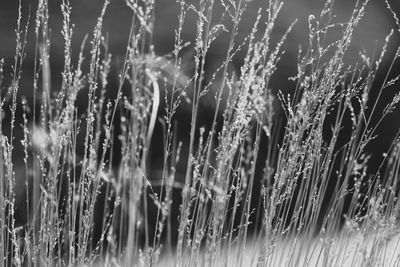 Close-up of wet grass on field