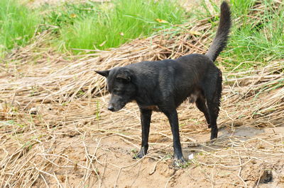 Full length of black stray dog standing on field