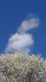 Low angle view of white flowering plants against sky