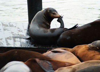 High angle view of sea lion on beach