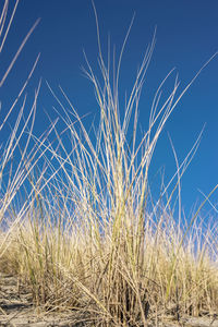 Low angle view of grass on field against clear blue sky