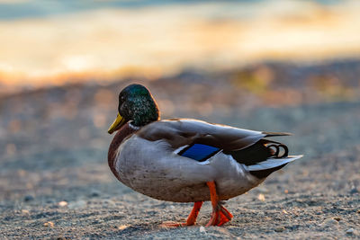 Close-up of duck