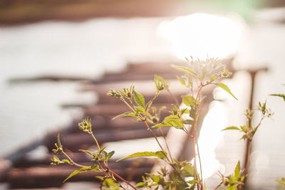 Close-up of flowers blooming outdoors