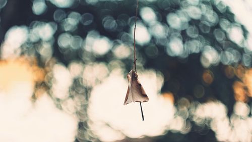 Close-up of dry leaf hanging on tree