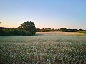 Scenic view of field against clear sky