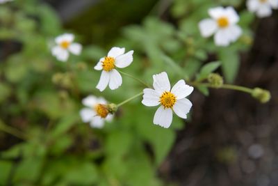Close-up of white flower