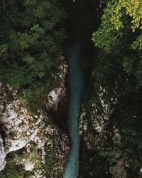 Trees growing in forest