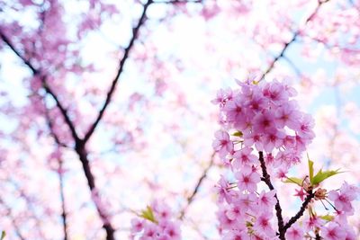 Low angle view of pink cherry blossoms in spring