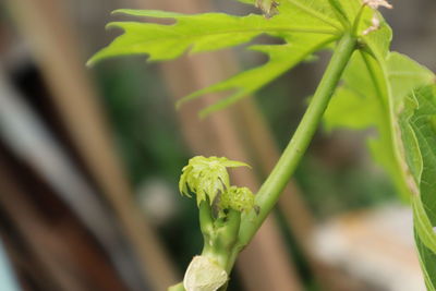 Close-up of fresh green plant