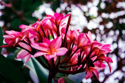 Close-up of pink flowering plant