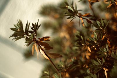 Close-up of flowering plant