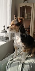 Close-up of dog sitting on bed at home