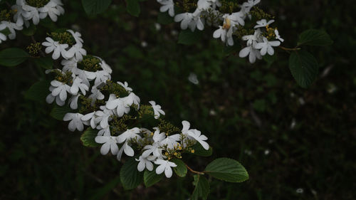 Close-up of white flowering plant