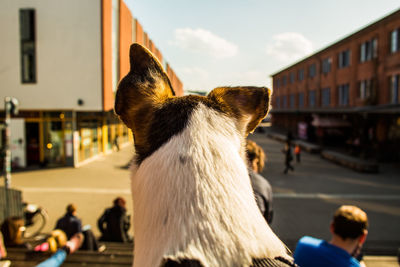 Rear view of dog by buildings against sky