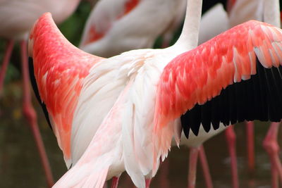 Close-up of bird