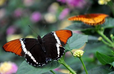 Close-up of butterfly on flower