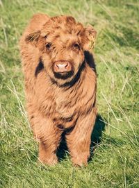 Close-up of lion sitting on field