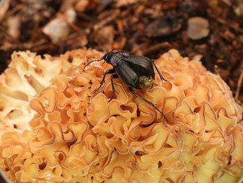 Close-up of insect on flower