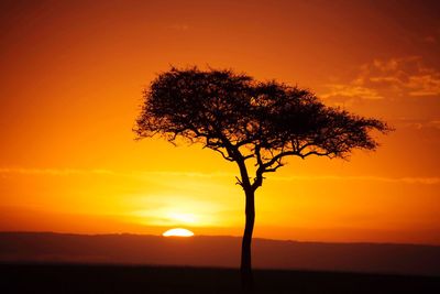 Silhouette tree on field against orange sky