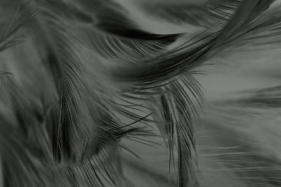 Close-up of feather