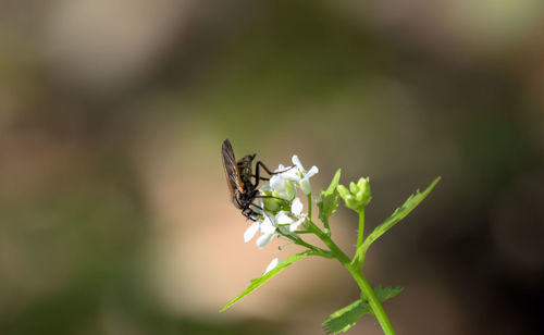 Close-up of plant growing on plant