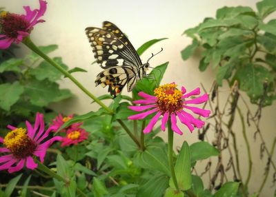 Close-up of butterfly on pink flowers blooming outdoors