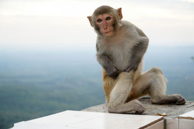 Close-up of monkey sitting on retaining wall of mount popa against sky