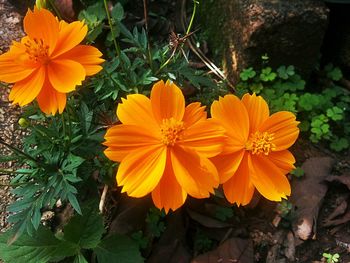 Close-up of yellow flower