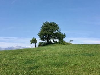 Tree on field against sky