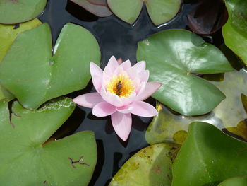 Lotus water lily in pond