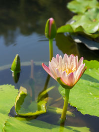 Close-up of lotus water lily in pond