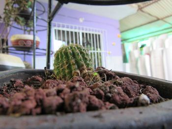 Close-up of plant against blurred background