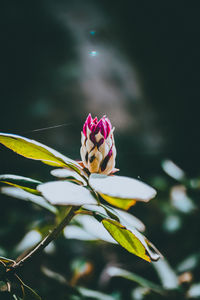 Close-up of pink flowering plant