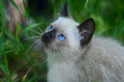 Close-up of a cat looking away