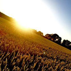 Scenic view of wheat field against clear sky