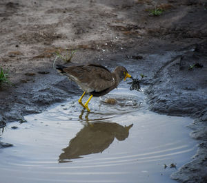 High angle view of bird perching on a lake