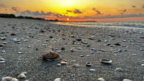 Close-up of seashells at beach