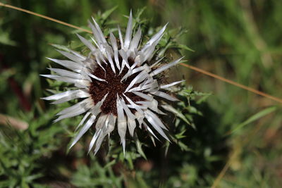 Close-up of white dandelion flower on field