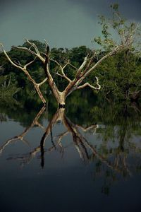 Bare trees reflecting in lake