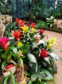 Close-up of potted plants