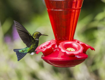 Close-up of red bird flying