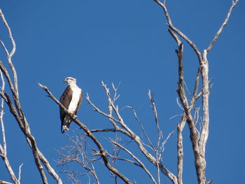 Low angle view of bird perching on bare tree against sky