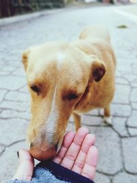 High angle view of person with dog