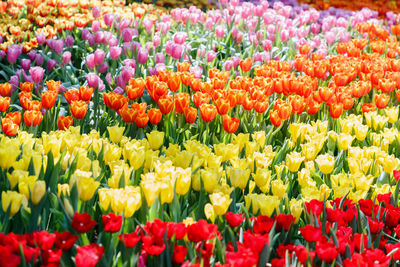Close-up of multi colored tulips blooming on field
