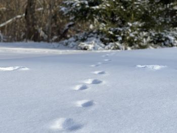 Snow covered landscape