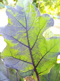 Close-up of leaves on plant during autumn