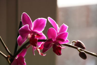 Close-up of pink flowers blooming outdoors