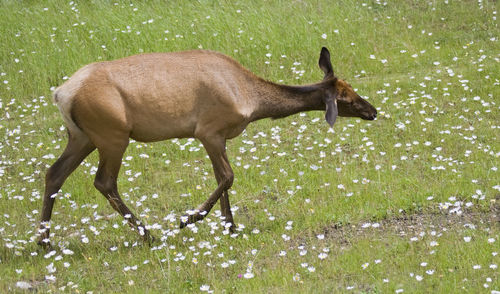 Moose on field